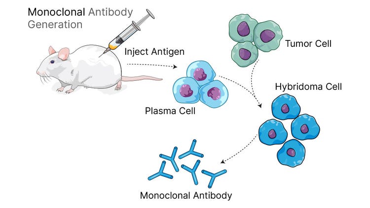 Hybridoma Technology - Monoclonal Antibody Production