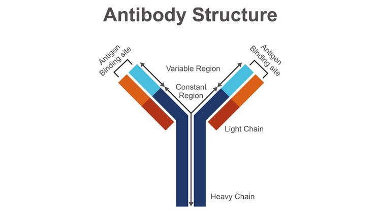 Antibody Structure