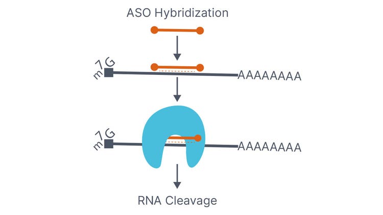 Antisense Oligonucleotide - Mechanisms of Action