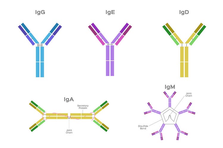 Types of Antibodies Immunoglobulin Structure