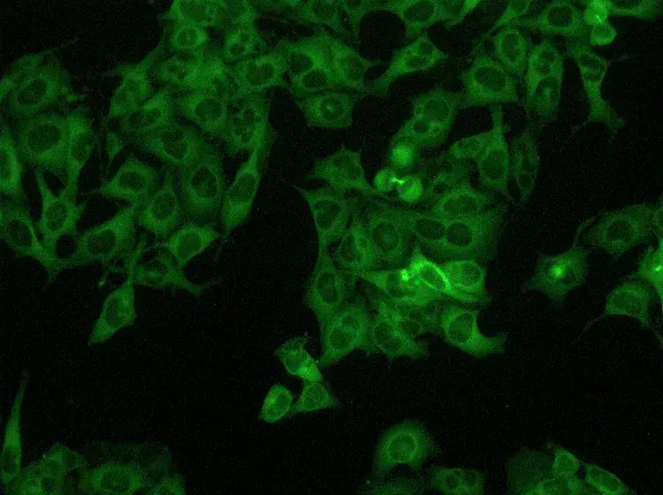Leica Microsystems Dm Il Led Fluorescence Product Image3
