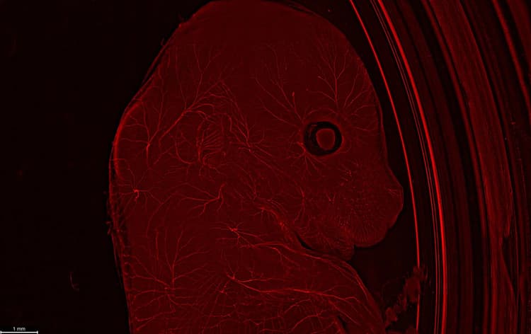 Csm_mouse_Series009_Corr001_Lng_LVCC_z01_04_604a515c1f
