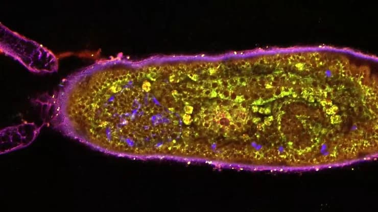 Csm_snap Drosophila Embryo Timelapse_7a001bcd84