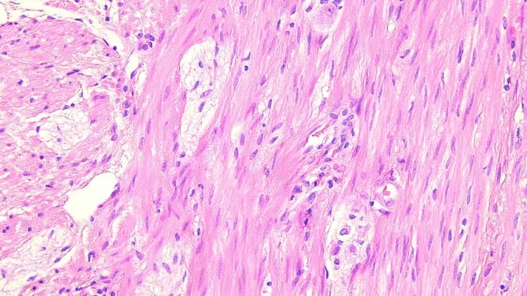 Csm_Leica DM2000 3000 H E Staining 01_d00f3a2d58