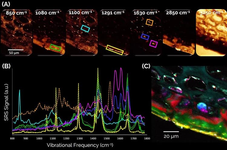 Morphochemical_Imaging_Apple_02