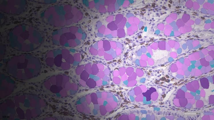 Csm_Aivia AI Microscopy Software M25_9cb0f5116f