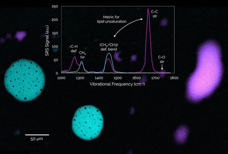 Csm_Lipid_Unsaturation_02_9565f57486