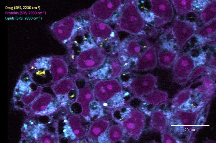 Drug In Cells_02