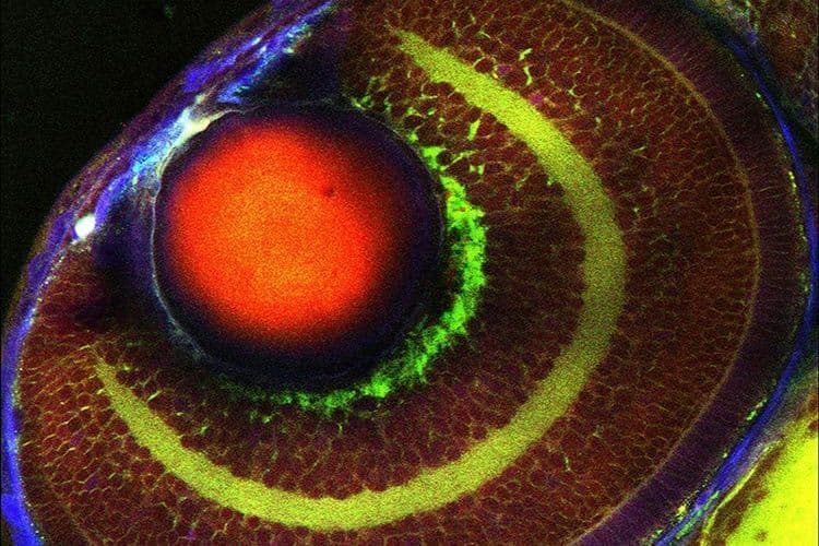 Csm_CRS_intact_unlabeled_zebrafish_02_684fbd9c30