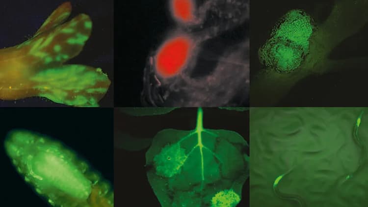 Csm_leica Mz10f Fluorescence_samples_33028670c3