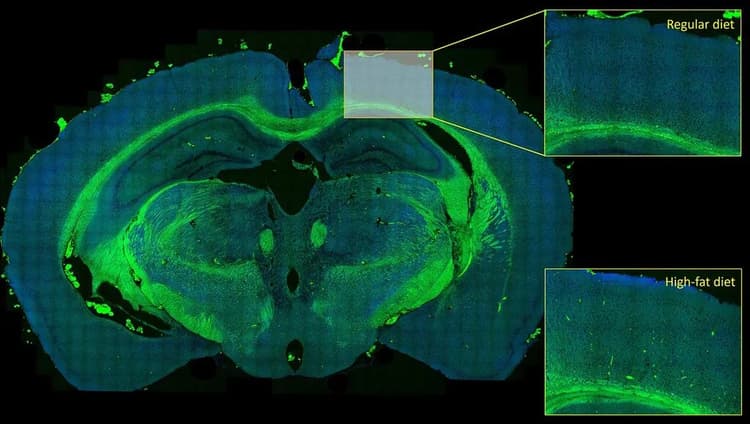 Csm_Mouse Brain Navigator_03_944893038d
