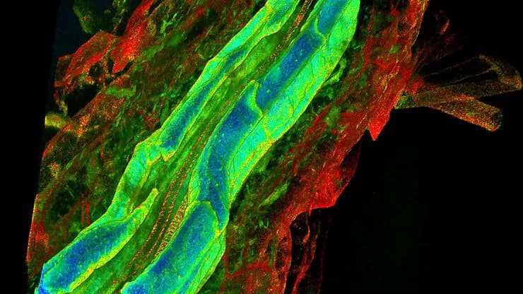 Csm_Endogenous Fluorescence Average Arrival Time Image Stellaris_f01aee00fc