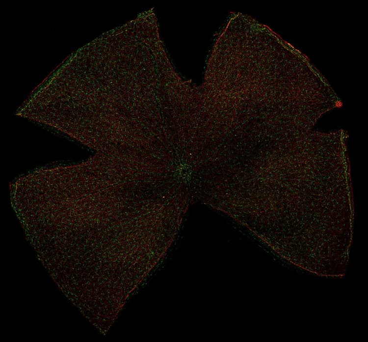 Csm_THUNDER_Imager_3D_Assay_Retina_49f4d99be6