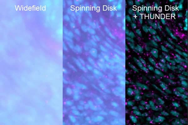 Planaria_comparison_WF THUNDER THUNDER_SD_600x400