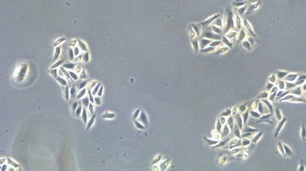 Csm_CellCheck 17 Cells Grow Divide_11f6295d43