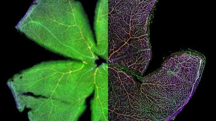Csm_lms Thunder Imaging Systems Aoa_mouse_retina_d8c59700a5