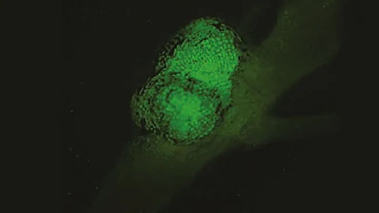 Csm_mz10f Fluorescence_benefit Focus 02_8c2dd3e42f