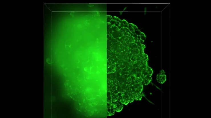 Csm_Mouse_lung_organoids_3D_20_fa30d3ddbf