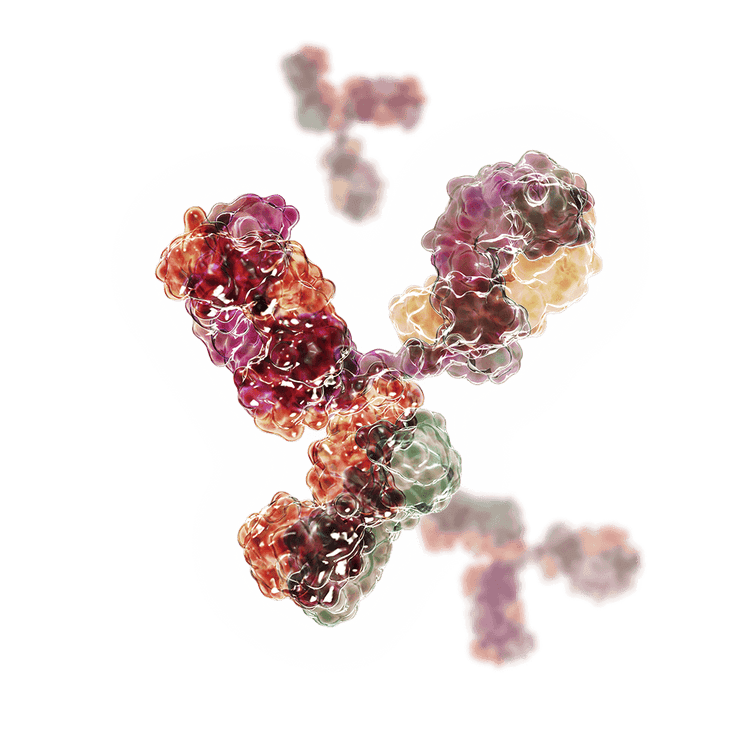 cld-antibody